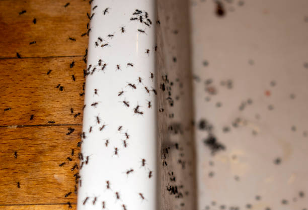 Reliable La Follette, TN Pest Control Solutions