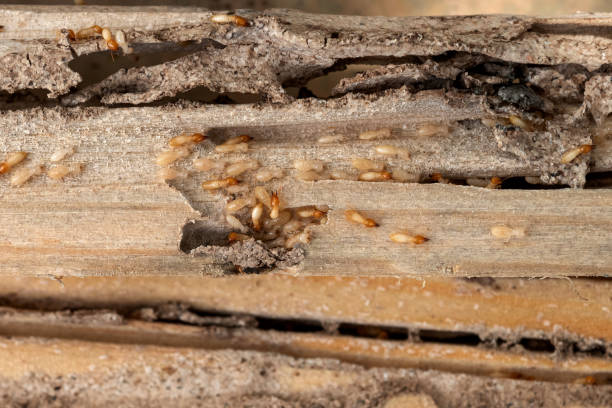 Best Termite Control Services  in La Follette, TN